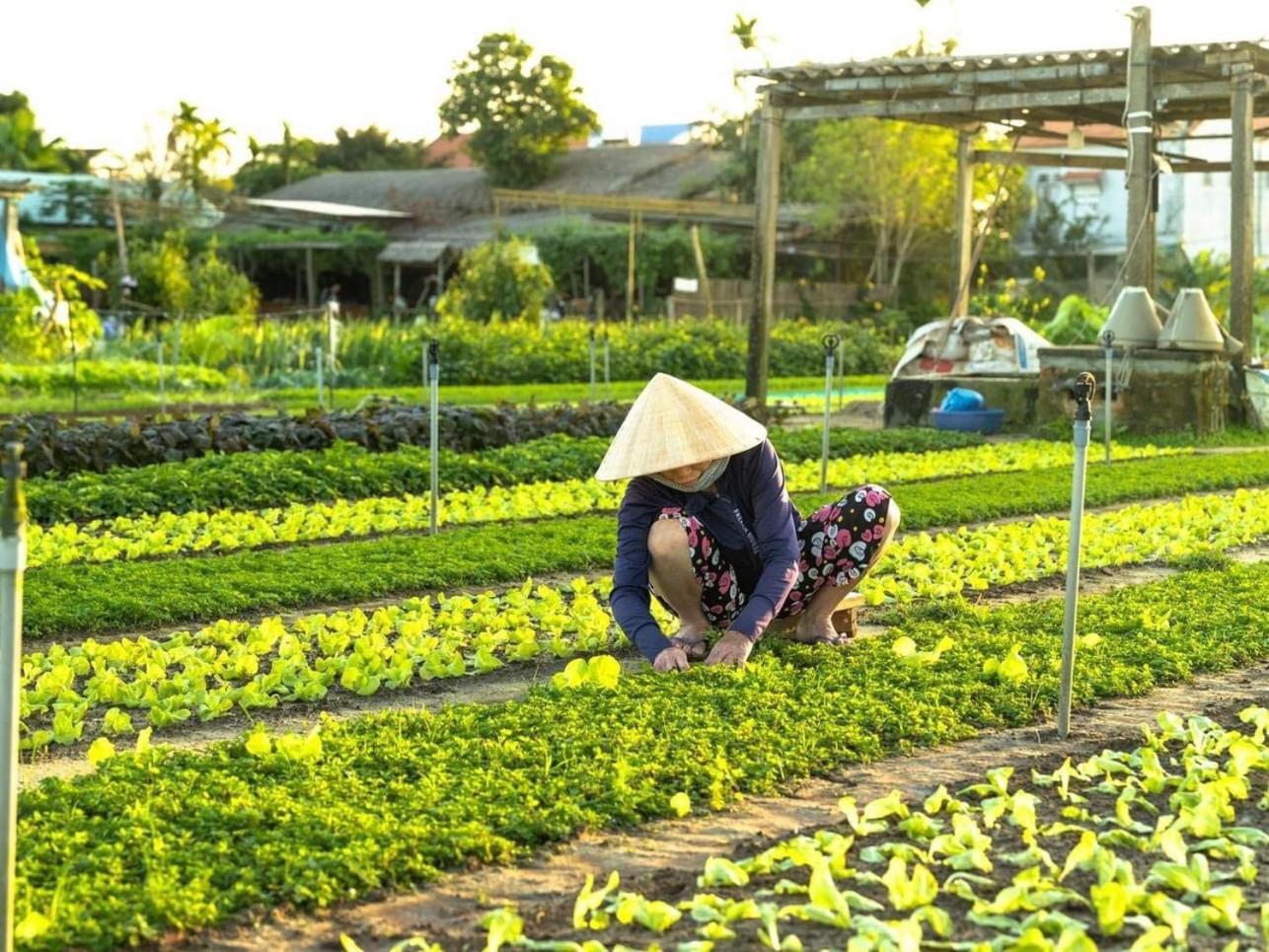 Hoi An Cabbage Garden Lägenhet Exteriör bild